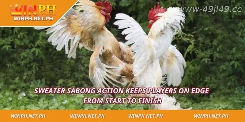 Sweater Sabong creates nonstop excitement and fast-paced action