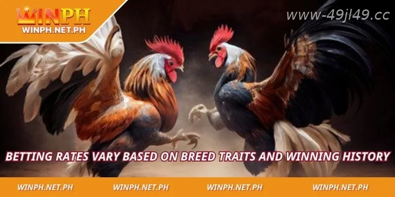Popular rooster breeds and betting odds explained