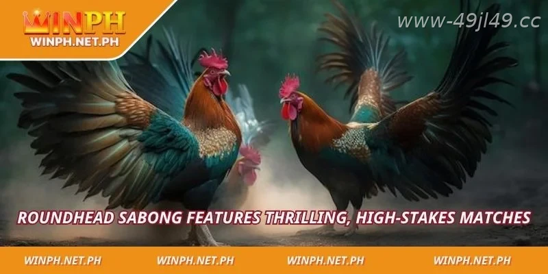 Premium sabong arenas and competitive game halls